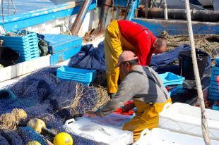 Els pescadors de Palamós no podran pescar gamba durant dos mesos l'any