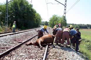 Nou cavalls moren atropellats per un tren i s'interromp el servei