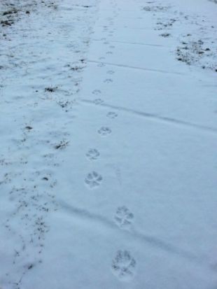 Els Agents Rurals descarten que les petjades localitzades al Santuari de Núria siguin d'un llop