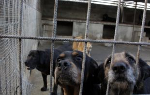 Multen la protectora de Figueres amb 12.000 euros pel soroll dels lladrucs dels gossos