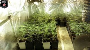 Detingut per cultivar 261 plantes de marihuana en un local de Sant Narcís a Girona