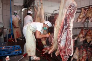 Riudellots de la Selva és el segon municipi d'Europa on més porcs es maten al dia