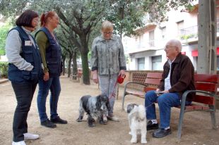 Figueres sancionarà amb multes de fins a 15.000 euros el maltractament animal