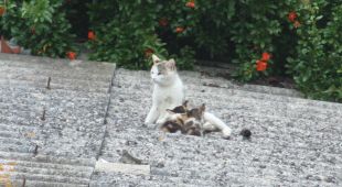 Girona identificarà amb microxip i registrarà les colònies de gats de carrer de la ciutat
