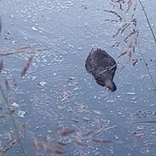 Troben morts una dotzena d’ànecs al Parc del Migdia de Girona