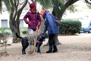 Figueres sancionarà qui no reculli les tifes del gos amb multes de fins a 1.500 euros