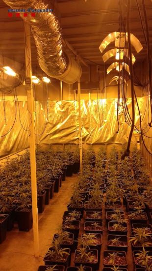 Detingut un home a Santa Coloma de Farners amb 260 plantes de marihuana al seu taller mecànic