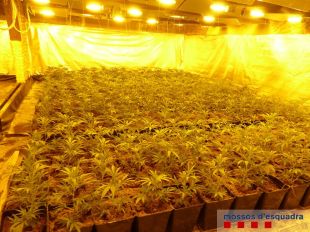 Els Mossos localitzen 3.000 plantes de marihuana en una masia de Castelló d'Empúries