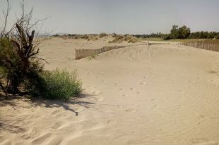 Territori i Sostenibilitat finalitza les obres per protegir les dunes del litoral empordanès