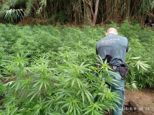 La Guàrdia Civil desmantella un cultiu de marihuana amb 1.050 plantes a Masarac