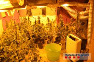 Quatre detinguts i 250 plantes de marihuana comissades en un pis ocupat a Blanes