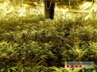 Desmantellen un cultiu amb 1.350 plantes de marihuana en una nau a Palafrugell