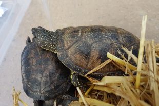 Alliberen 14 exemplars de tortuga d'estany al Ter per recuperar l'espècie
