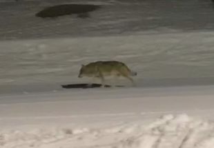 Graven un llop passejant per les pistes nevades de Núria