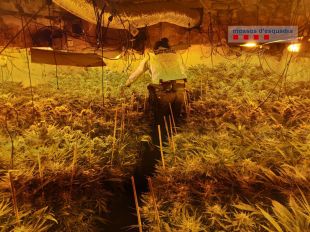 Tres detinguts per cultivar 1.740 plantes de marihuana en un mas de Sant Ferriol