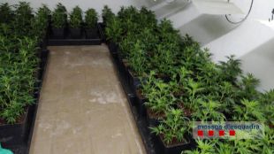 Detinguda per cultivar 717 plantes de marihuana en una casa de Porqueres