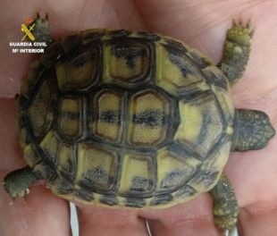 Dos denunciats per tenir tortugues en perill d'extinció i parar trampes prohibides per caçar ocells a l'Alt Empordà