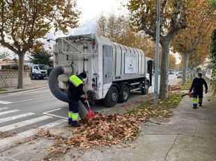 Castelló d'Empúries inicia un dispositiu per recollir l'excés de fulles que es desprenen dels plataners