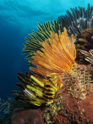 Troben a la Costa Brava espècies marines amb propietats per tractar el càncer