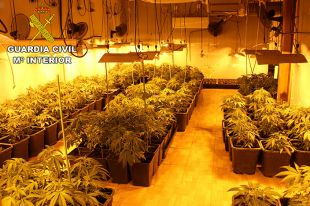 Desmantellen un cultiu de marihuana amb 370 plantes al garatge d'una casa a Maçanet de la Selva
