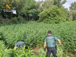 Desmantellat un cultiu amb 8.000 plantes de marihuana en un bosc al Baix Empordà