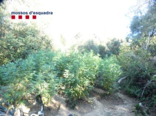 Detingut un ramader per tenir quatre cultius amb 590 plantes de marihuana en un bosc de Cruïlles