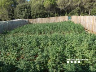 Tres detinguts per cultivar 3.146 plantes de marihuana en una finca rústica de Borrassà