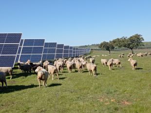 Agrivoltaica, energia solar i agricultura en la mateixa superfície