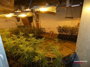 Dos detinguts i 2.594 plantes de marihuana intervingudes en un mas a Riudarenes