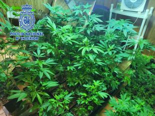 Un detingut a Vidreres amb antecedents per assassinat i que tenia 3.507 plantes de marihuana