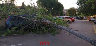 Cau un arbre de 7 metres d'alçada sobre un cotxe aparcat a Figueres