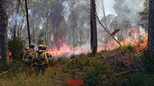Estabilitzat l'incendi a un bosc de Vilanant que ha afectat 7,85 hectàrees