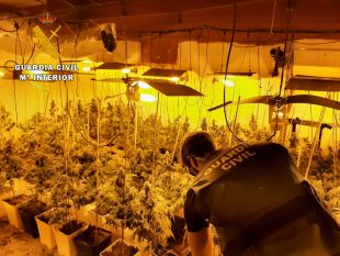 Troben 1.216 plantes de marihuana en dues cases de Riudarenes i Maçanet de la Selva
