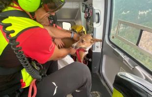 Rescaten amb helicòpter un gos ferit a Coma de Vaca de Queralbs
