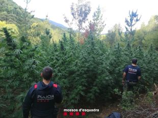 A presó tres homes per tenir un cultiu amagat en una muntanya d'Osor amb 3.127 plantes de marihuana