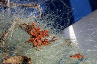 Confraries de Girona instal·len aquaris per recuperar coralls, gorgònies i esponges pescades accidentalment