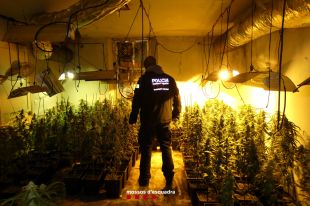 Detingut per cultivar 1.000 plantes de marihuana dins una casa de Vilanna