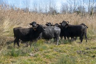 El Consorci de l'Estany de Banyoles engega una prova pilot de pastures amb búfals en aiguamolls