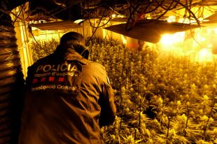 Desmantellen un cultiu de marihuana amb 1.819 plantes en una casa de Palau-saverdera