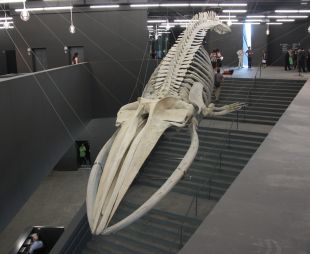 L'esquelet de la balena de 20 metres varada a l'Escala el 1862 presideix l'entrada del Museu Blau