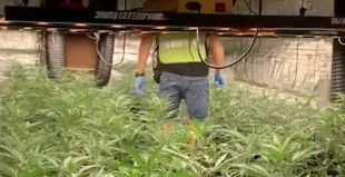 Un detingut i desmantellat un cultiu de marihuana dins una casa a Cabanes