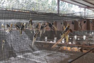 Intervenen un miler d'ocells exòtics i quatre tortugues d'una casa de Girona que els venia per internet