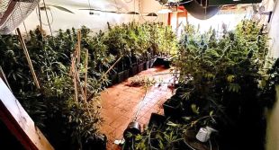 Detingut per tenir un cultiu de marihuana en una casa ocupada a Calonge