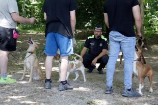 Menors problemàtics es reinsereixen a Girona ensinistrant gossos abandonats