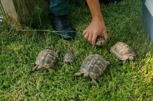 La Guàrdia Civil investiga una persona per tenir deu exemplars de tortuga protegida a Peralada