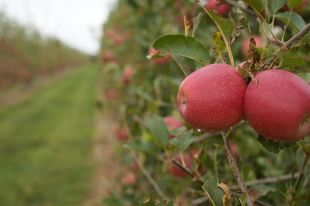 Fructícola Empordà multiplicarà per cinc les collites de poma Tessa els pròxims anys