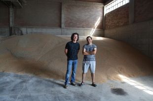 100 tones de blat per fer el nou pa artesanal de Tramuntana