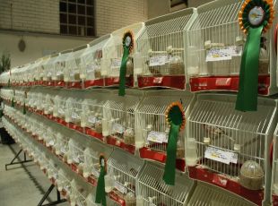 91 criadors i 1.510 ocells al 24è Concurs Exposició d'Ornitologia de Palafrugell