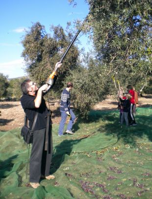 Empordàlia preveu una reducció del 30% de la collita d'olives per a aquesta campanya