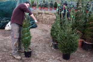 Els cultivadors d'arbres de Nadal preveuen vendre un 15% més que l'any passat